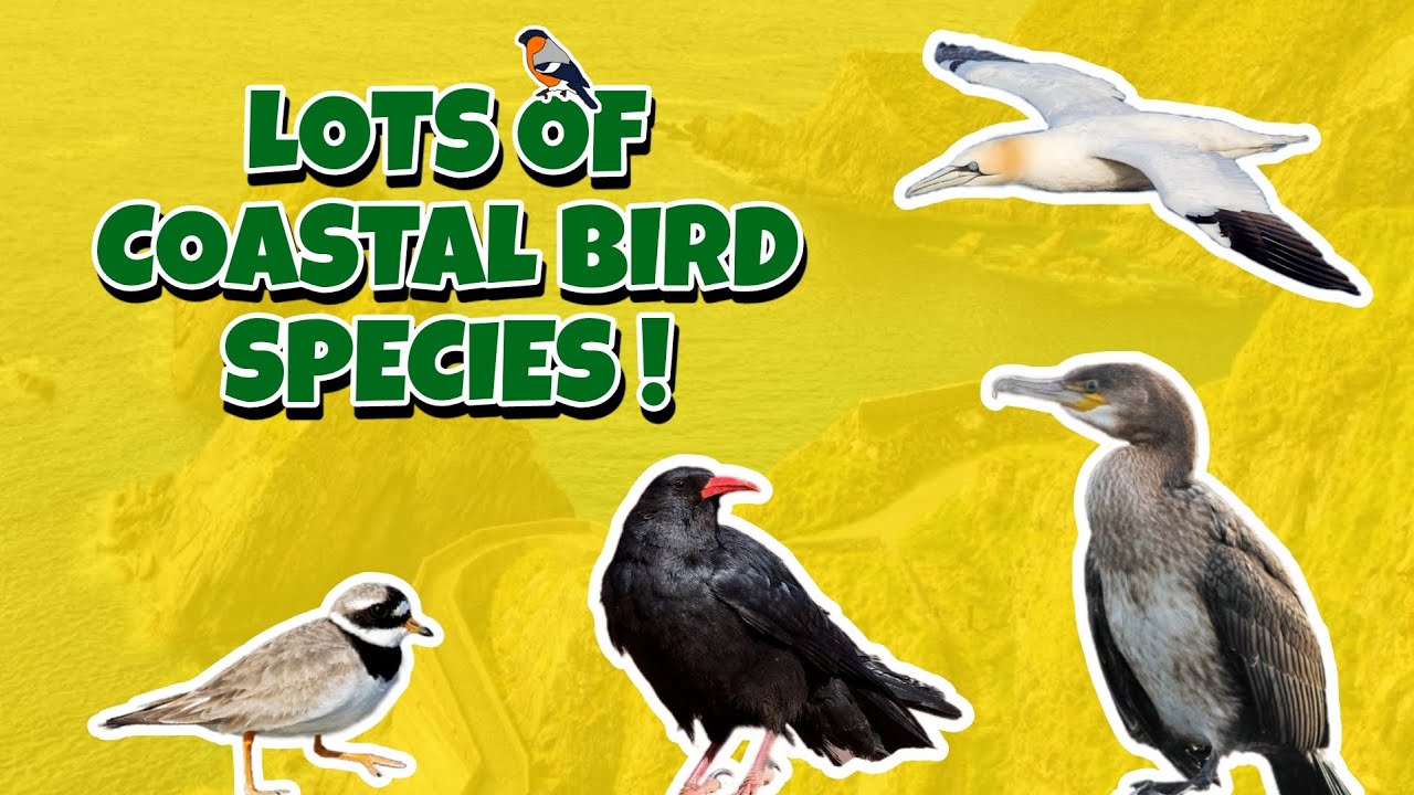 Birding on the West Coast of Kerry ! (Castlegregory & Dingle, County Kerry, Ireland)