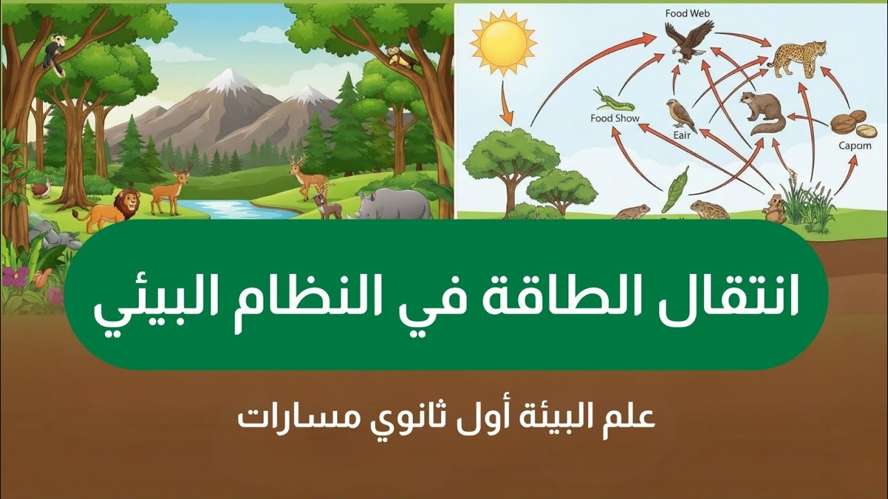 انتقال الطاقة في النظام البيئي | علم البيئة أول ثانوي مسارات