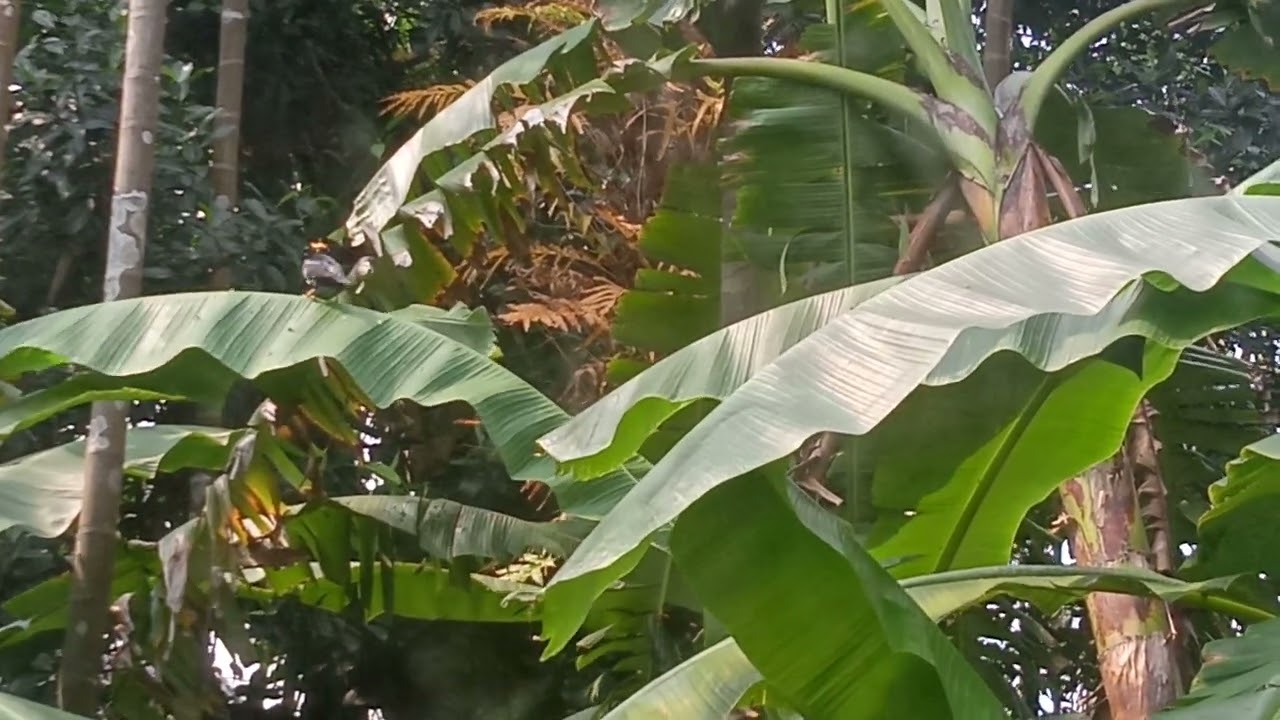 The sound of South East Asia birds