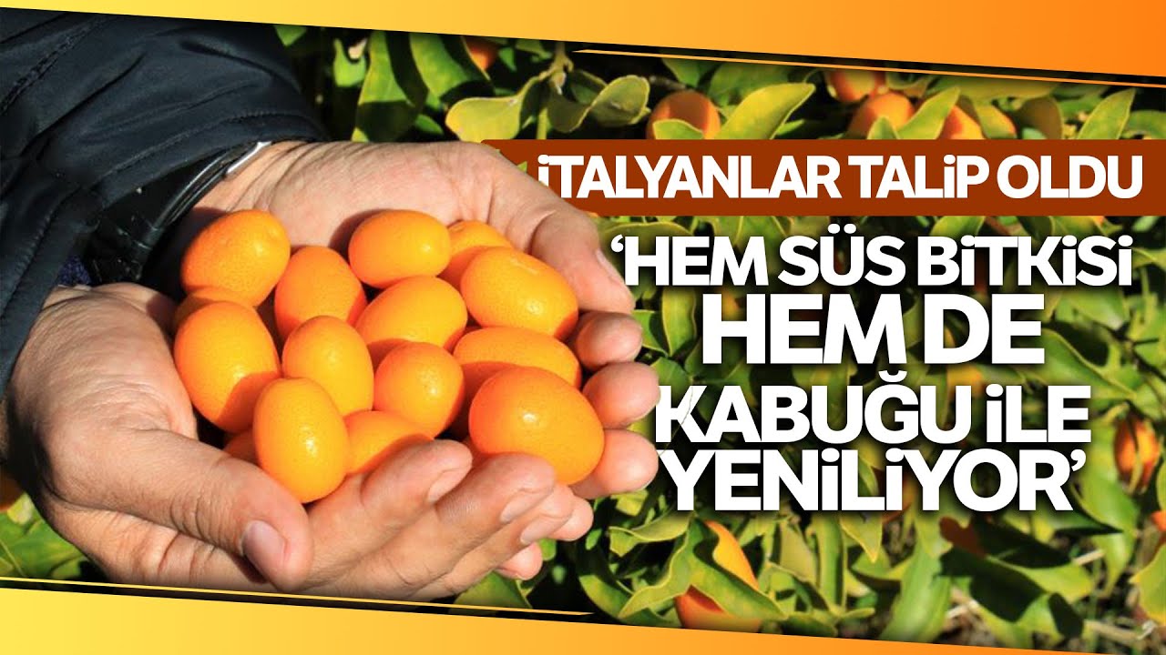 İki Türü Geliştirilen ‘Kamkat’ Meyvesi Kabuklu Olarak Tüketiliyor, Tam Bir Vitamin Deposu