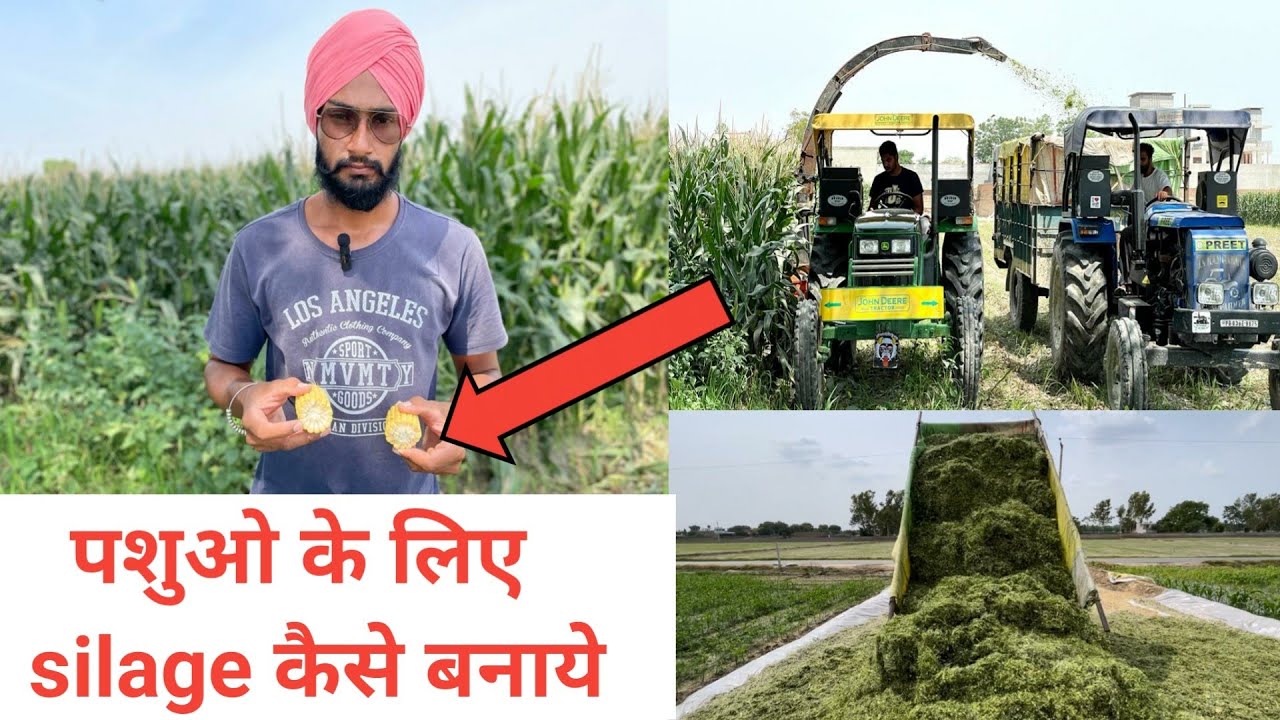 पशुओ के लिए silage कैसे बनाये? How to make silage for dairy farm । VEER DAIRY FARM ।