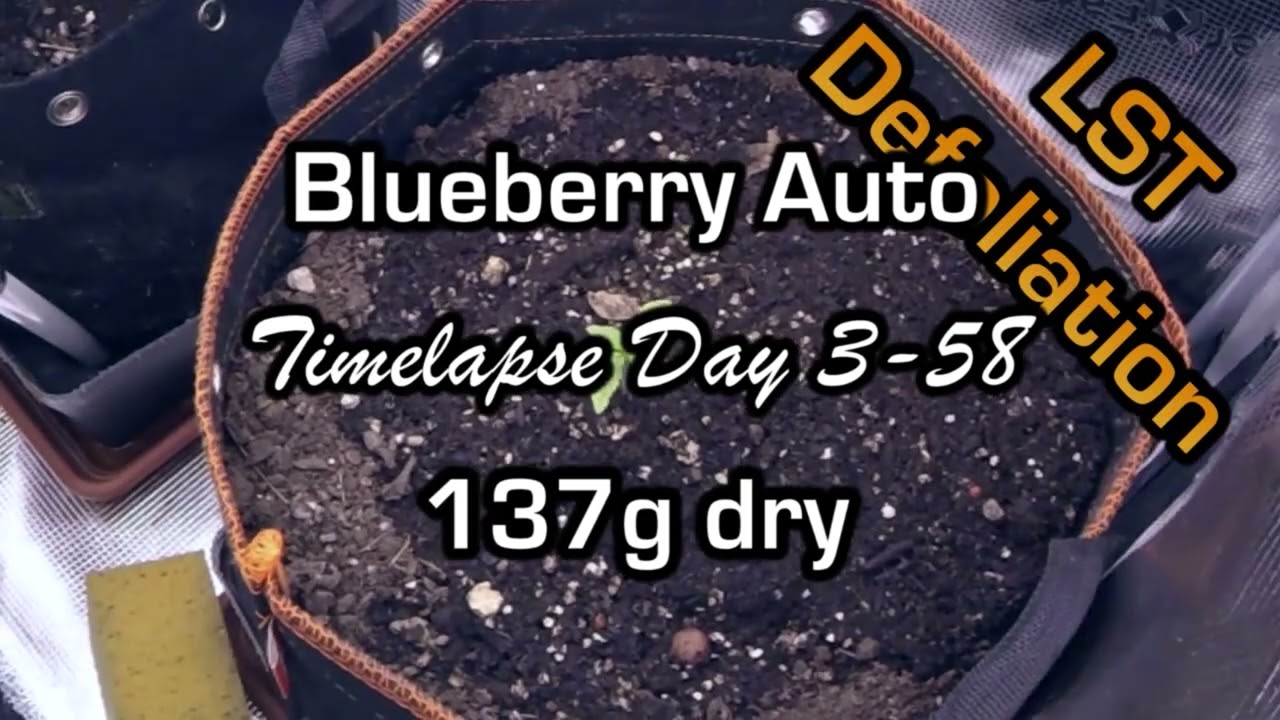 Blueberry Auto #1 Timelapse Day 3-58 #weedporn #growlife #autoflower #fastbuds