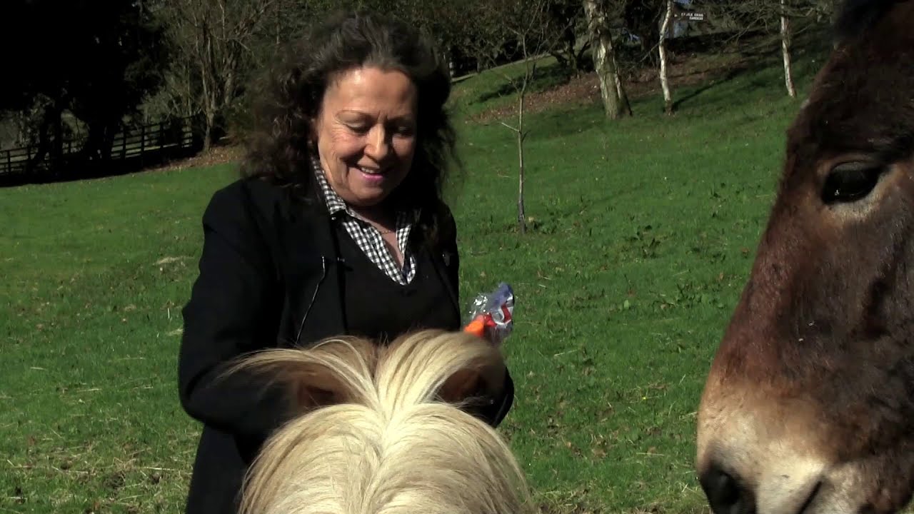 Equine Therapy as an Addiction Treatment