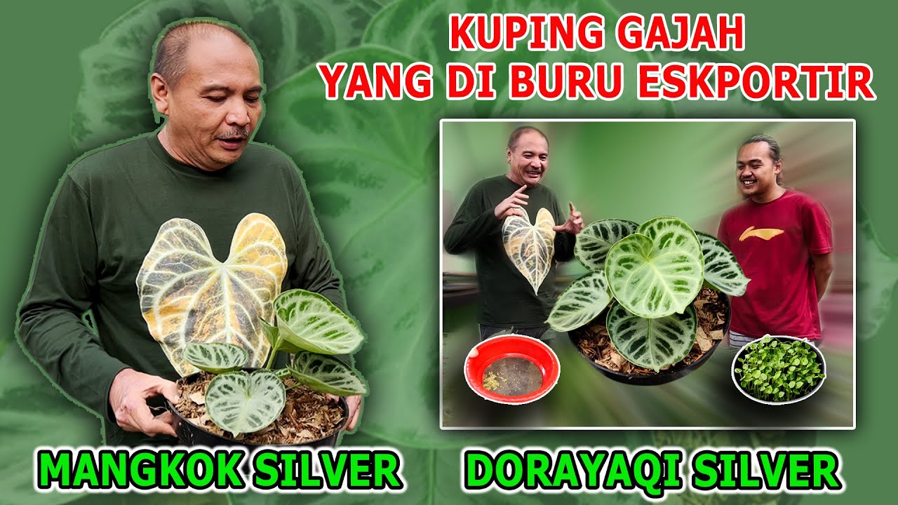 Mangkok Silver, Di Thailand Dorayaqi Silver, Kuping Gajah yang di buru eksportir # Episode 21