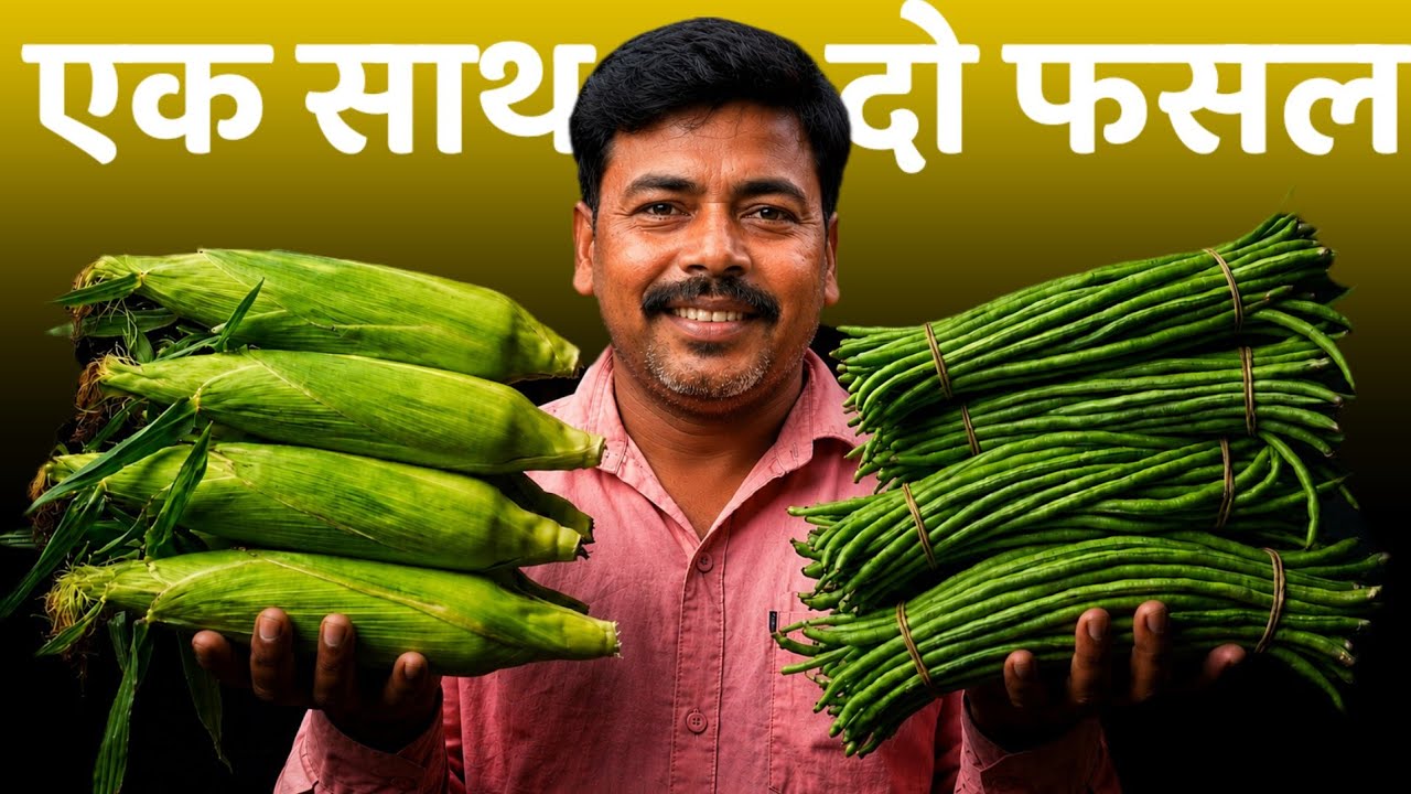 जुलाई में मक्का और बरबटी की एक साथ खेती करके जबरजस्त कमाई