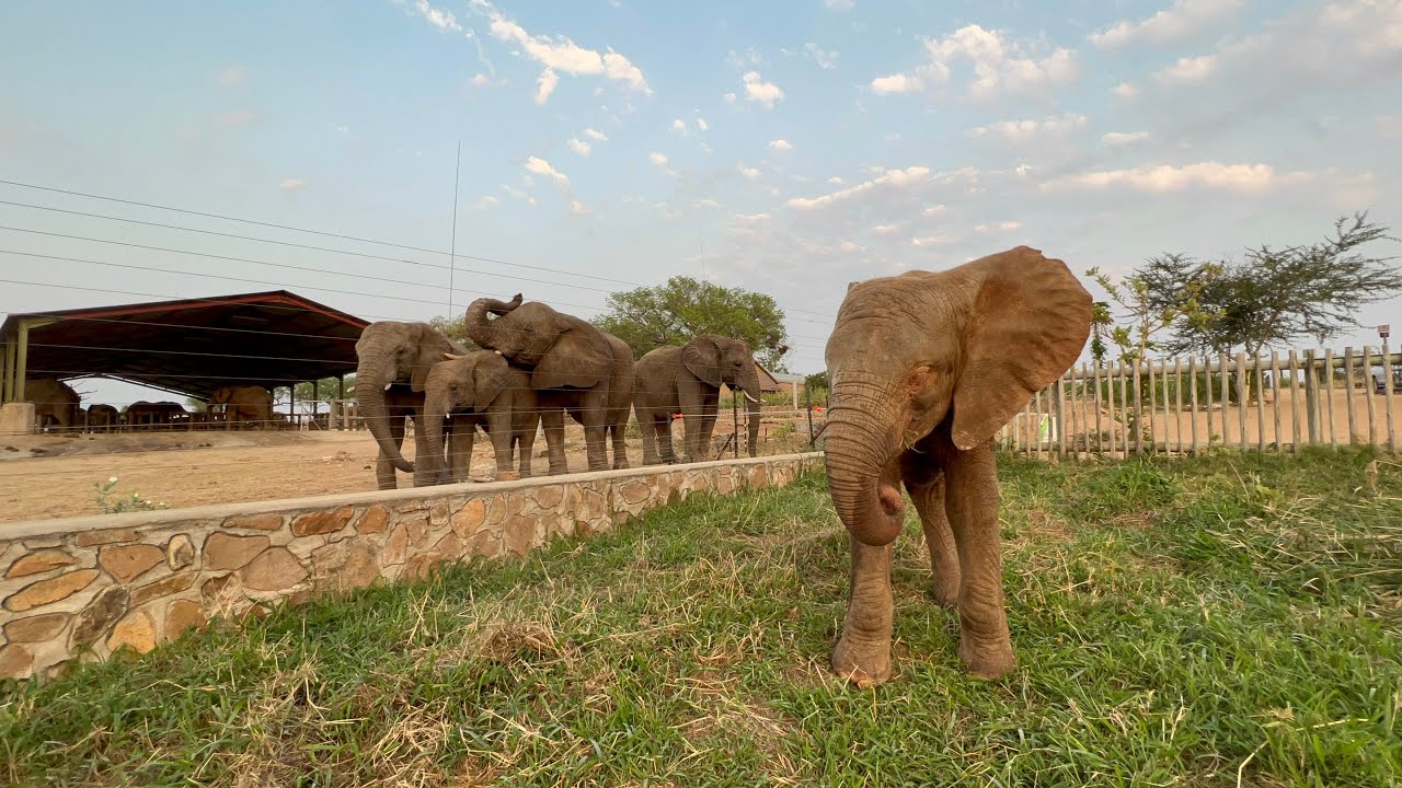 Khanyisa Has Been Weaned Off Her Night Milk Bottles! This Baby Elephant is Growing Up Fast 🍼