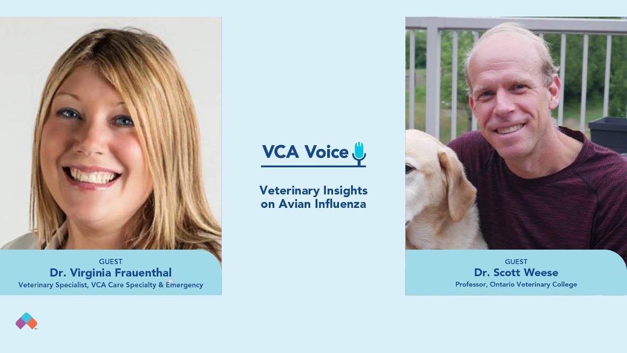 Veterinary Insights on Avian Influenza: Dr. Virginia Frauenthal and Dr. Scott Weese