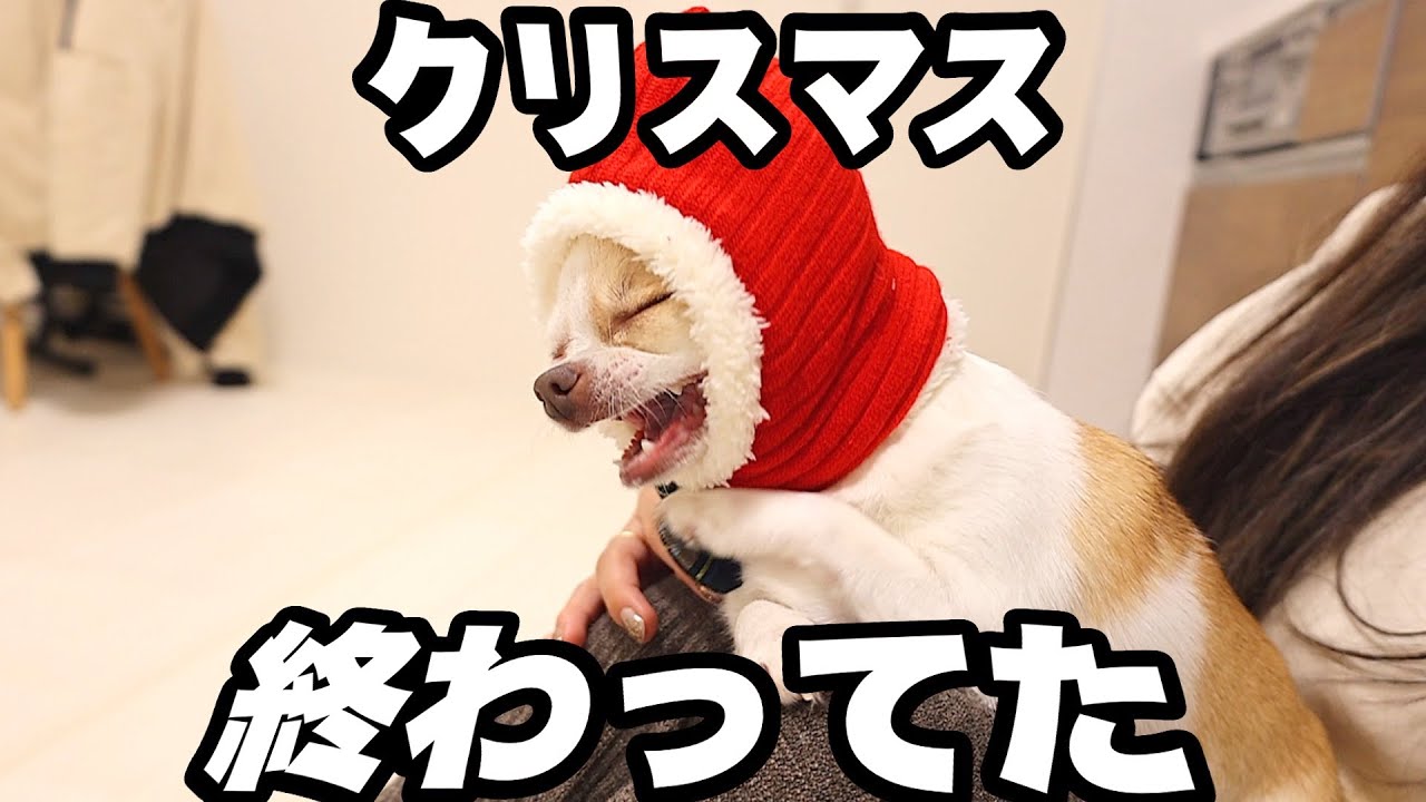 サンタ遅いなーと思っていたら自分がサンタだったことに気づき爆笑するも今日が26日だということには気づいていないチワワ