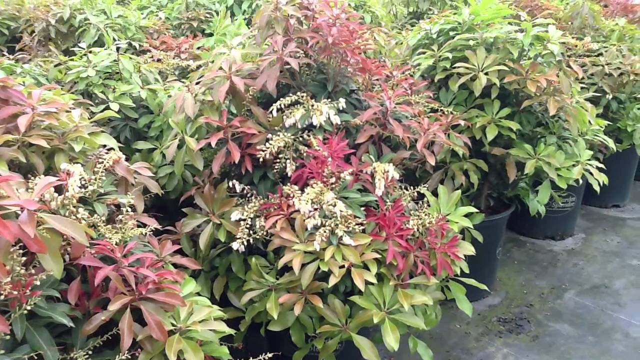 Pieris Mountain Fire