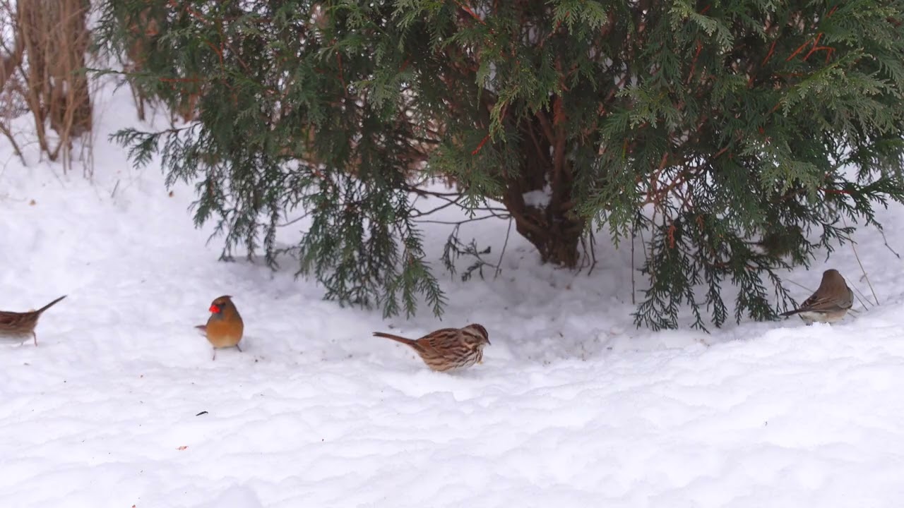 Cat TV Winter Birds & Squirrels ❄️ Snowy Evergreen Scene | 8 Hours 4K UHD No Ads