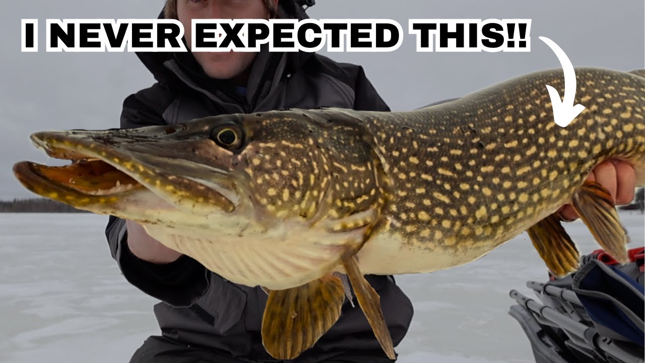 I NEVER Thought This Lake Would Hold Fish!! (GIANT Pike While Ice Fishing)