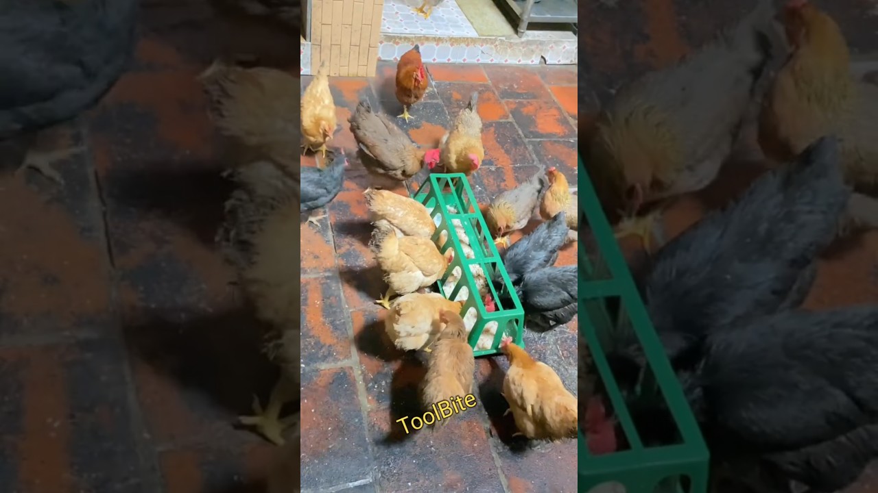 Best Feeding Trough for Chickens, Ducks & Geese | Backyard Poultry Setup #poultryfarming