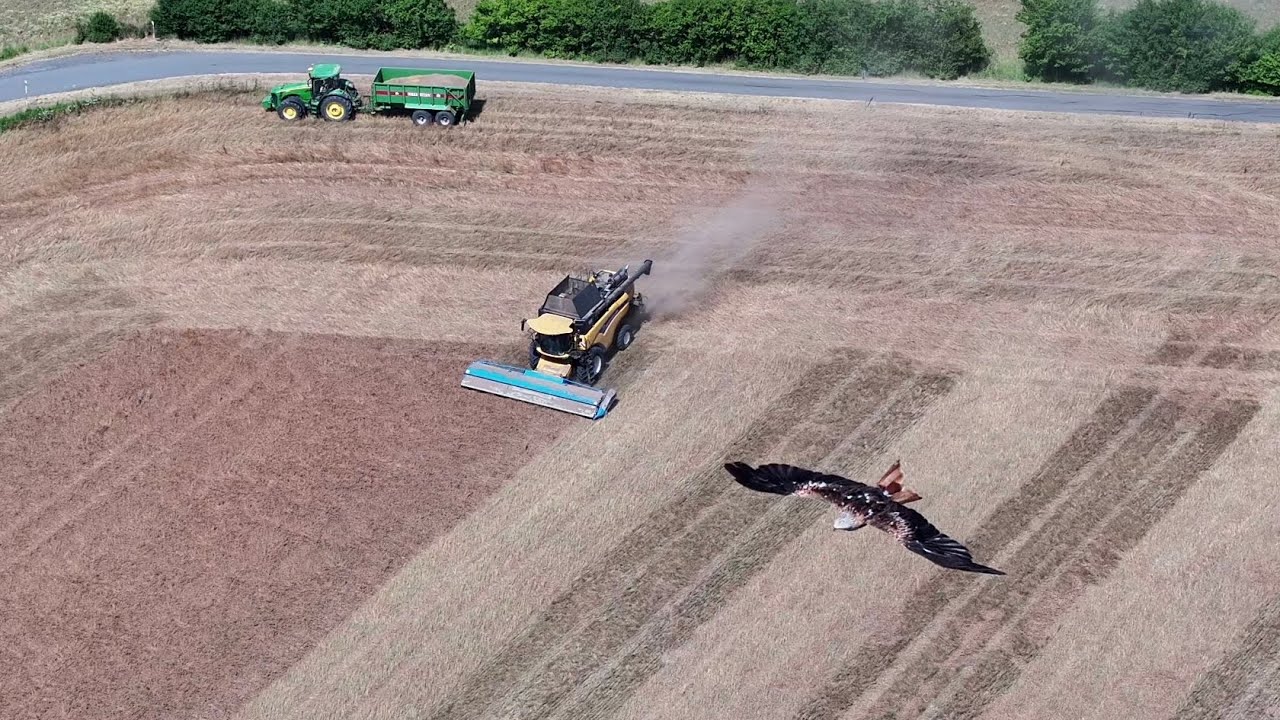 Vyčesávání jetele inkarnátu (stripping crimson clover)