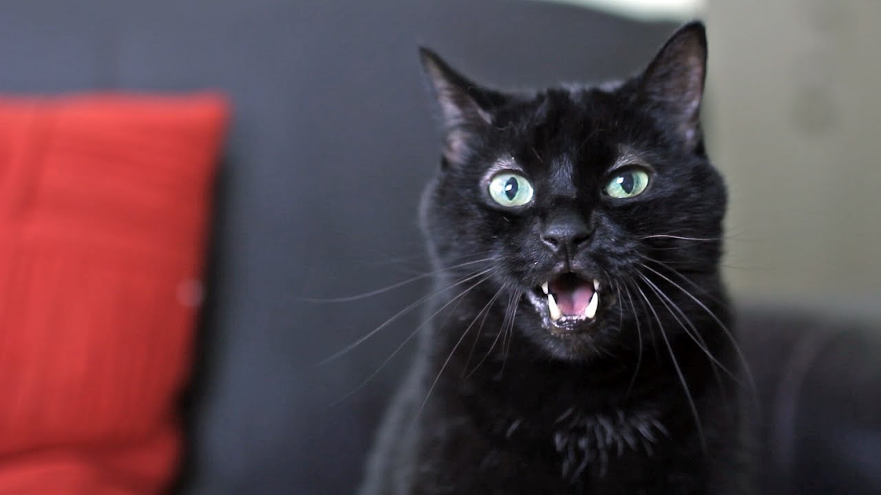 What Does the Cat Say? - Ylvis - The Fox (What Does the Fox Say?) Music Parodies - Full