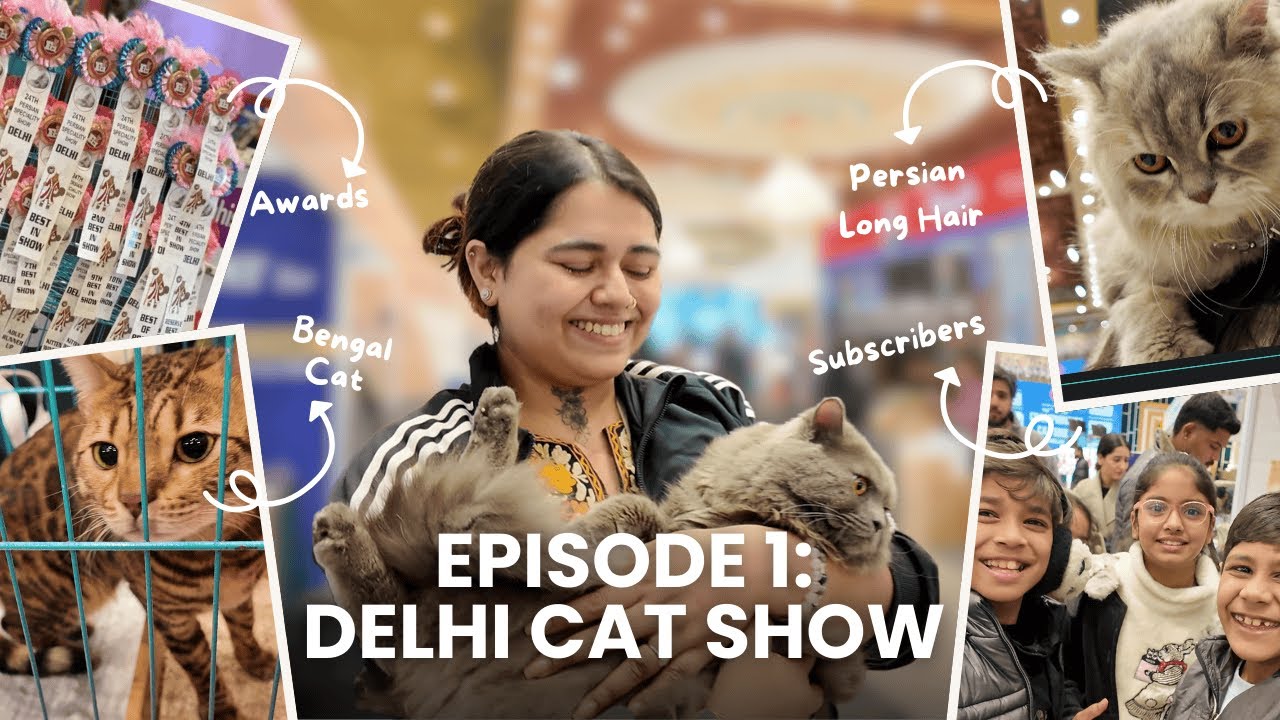 FCI Delhi Cat Show Vlog | British Shorthair, Bengal & Persian Cats