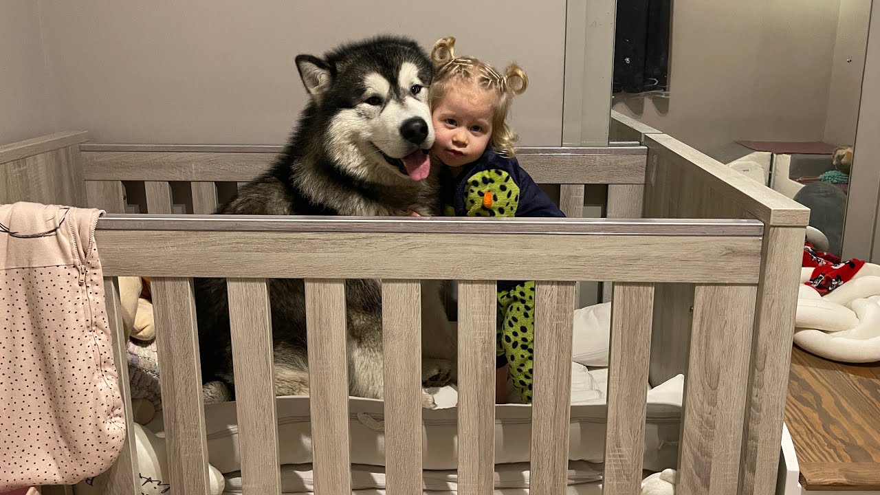Husky Jumps In And Refuses To Leave Baby Girl's Bed! (Cutest Ever!!)