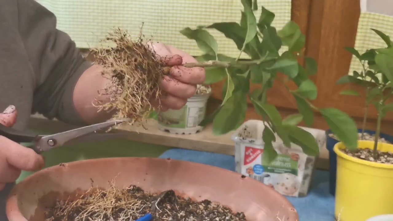 Bonsai Zitrone und Mandarinen Bäumchen auf dem Weg zum Bonsai