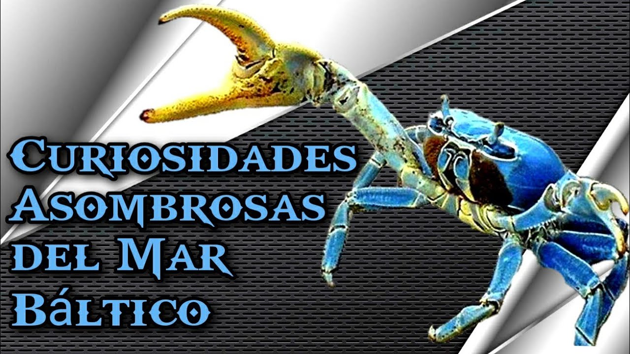 Explorando CURIOSIDADES &Uacute;nicas del MAR B&Aacute;LTICO