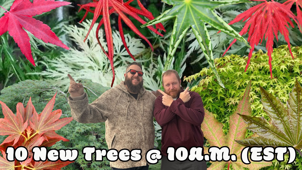 10 Stunning Japanese Maples to Transform Your Garden | 10 @ 10
