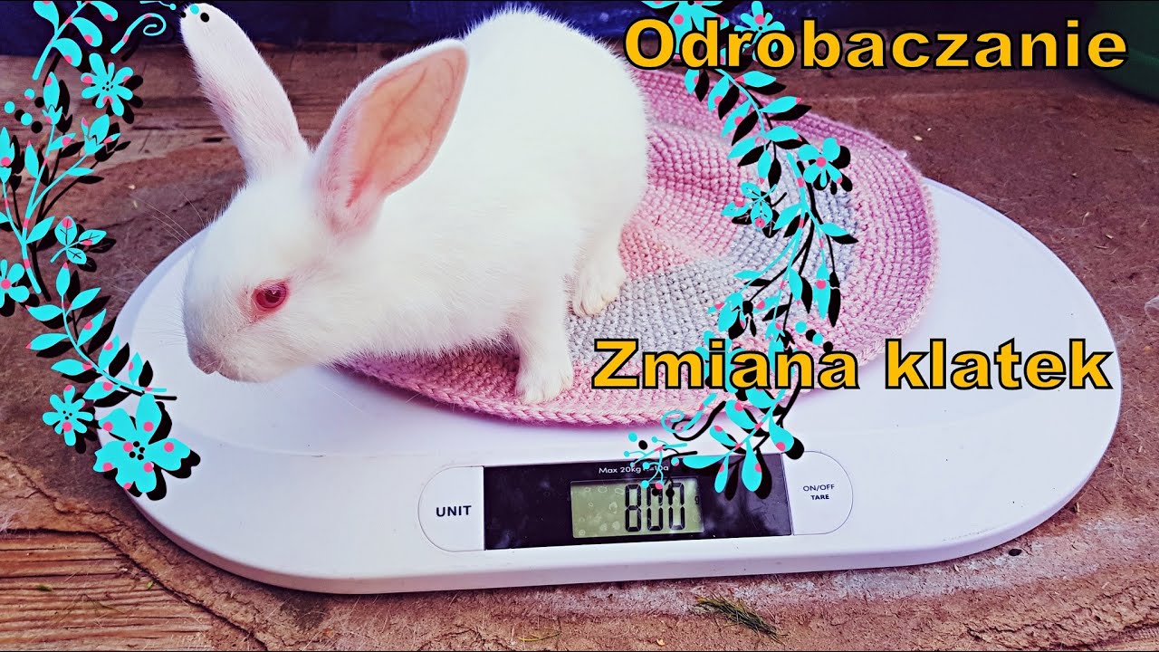 Zamiana klatek - odrobaczanie