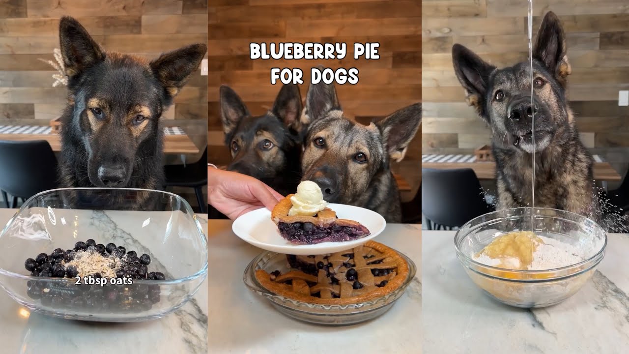 Blueberry Pie For Dogs Recipe