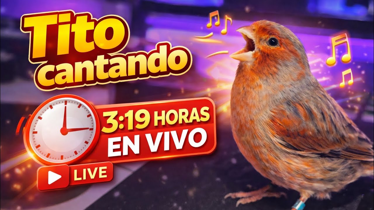 En vivo con mi canario