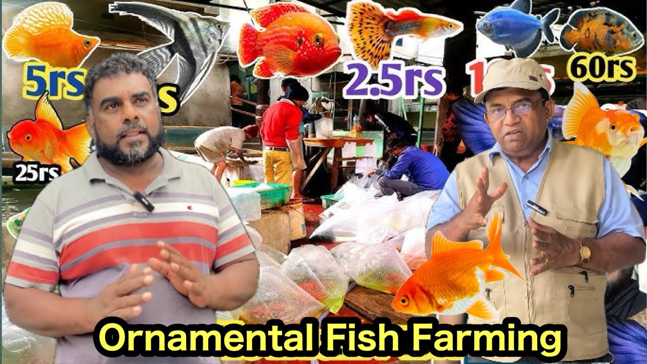 වෙළඳපොළට වඩා අඩුවෙන් අපිට පැටව් දෙන්න පුළුවන්🐠🦞 | පටන් ගන්න මේක හොඳ ස්වයං රැකියාවක්🐠🦐🐡#aquaculture