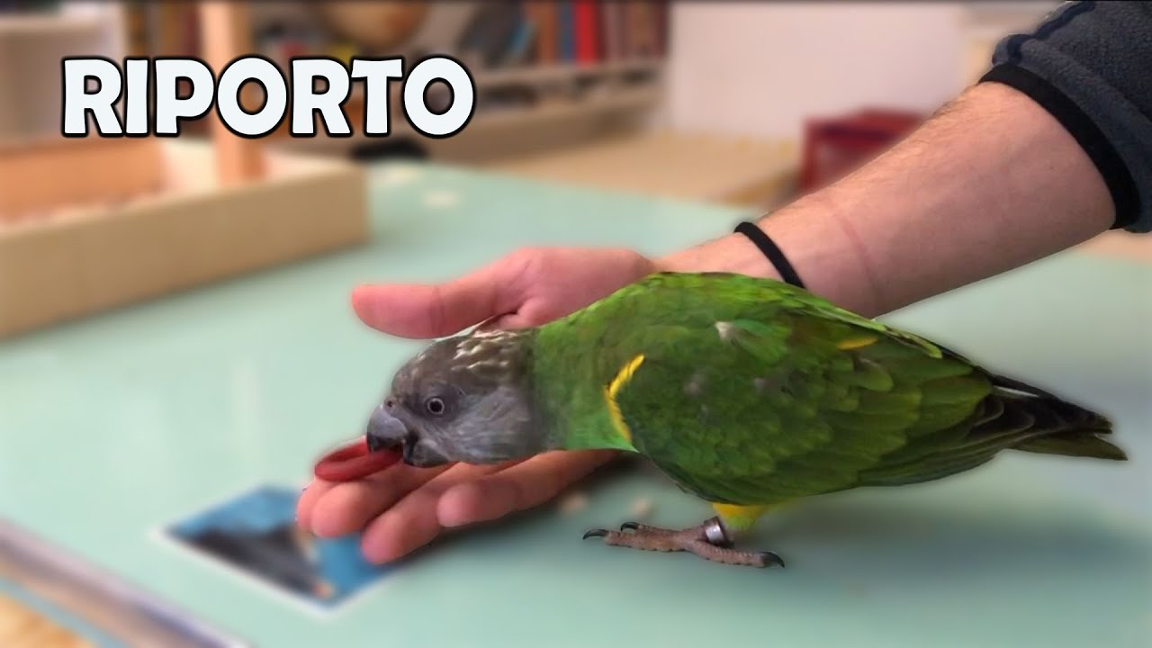 COME INSEGNARE al vostro PAPPAGALLO a RIPORTARE un OGGETTO// Tutorial Parliamo di Pappagalli