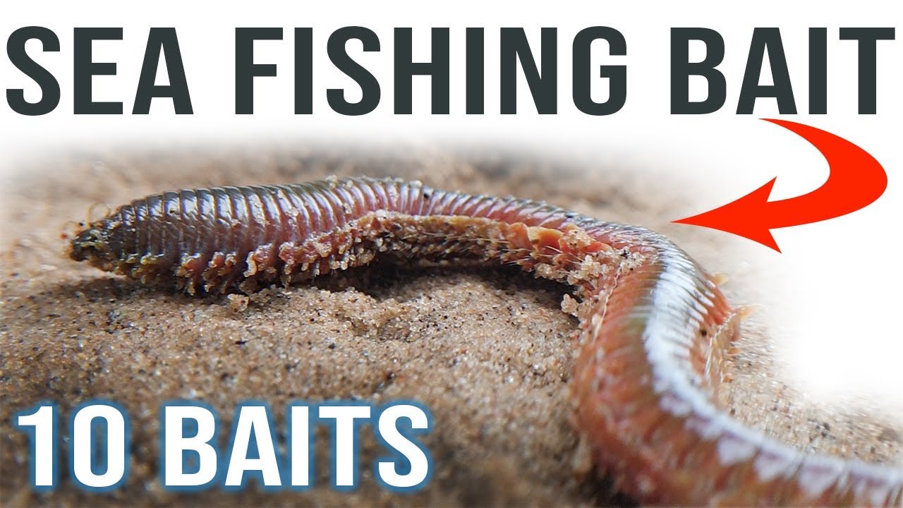 Sea Fishing Bait for Beginners | Sea Fishing UK