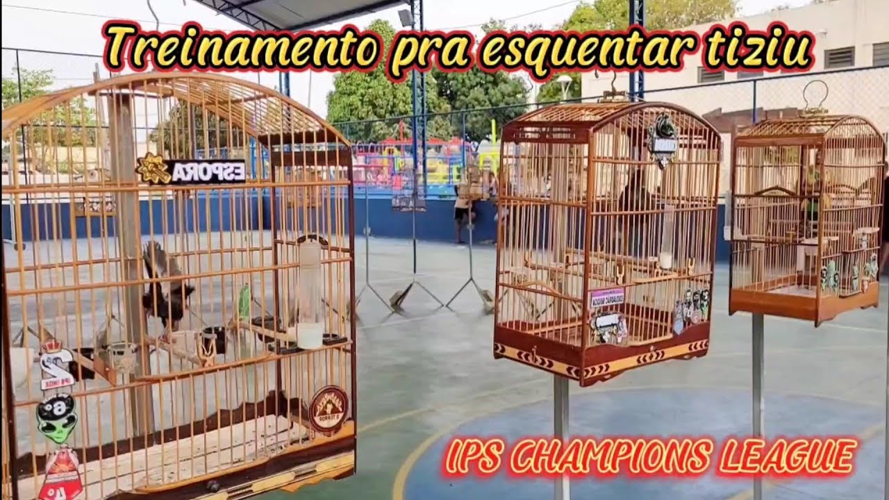 TIZIU ESPORA X CHARADA X ZANGADO CANTANDO MUITO PRA TREINAR EM CASA #aves #birds #fyp #tiziu