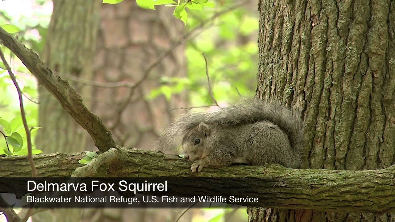Wildlife Biologist - Career Spotlight