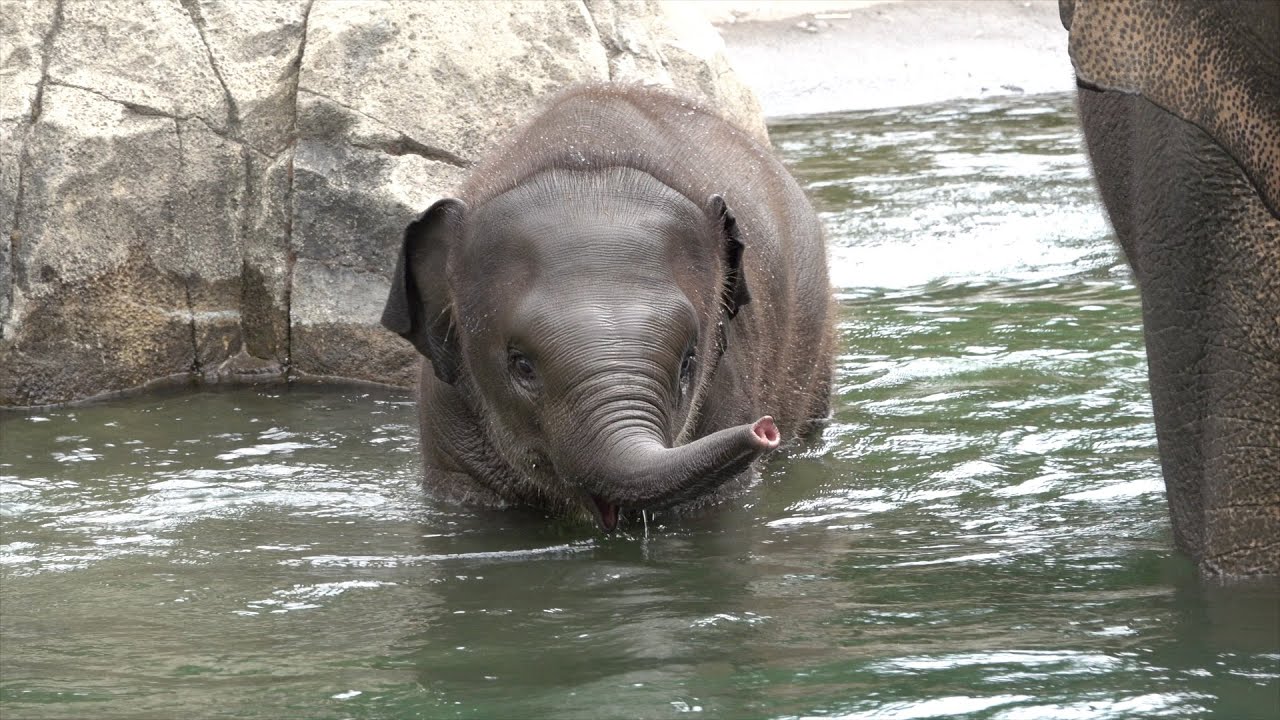 Baby Elephant Tula Learns To Swim With Mom And Aunties