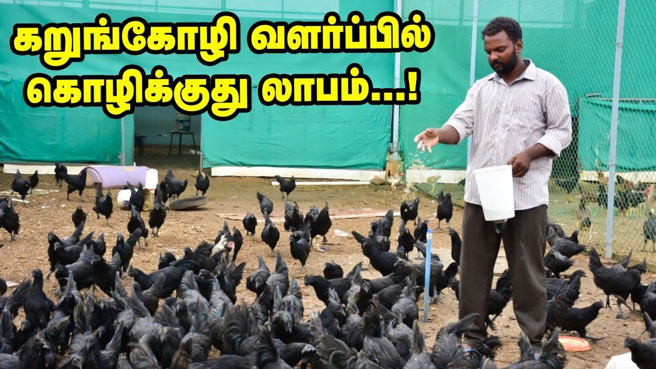 'மாதம் 1 லட்சம் ரூபாய் வருமானம்...' நேரடி விற்பனையில் நாட்டுக்கோழி வளர்ப்பு!