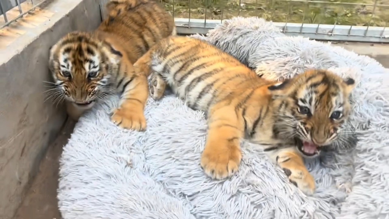 When Baby Tigers Try to Act Tough… This Is What Happens 😂🐯