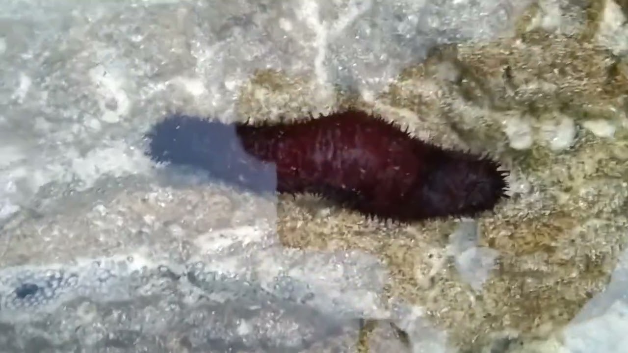 Good morning friends .. radhanagar beach side ..sea cucumber 😎🏖️
