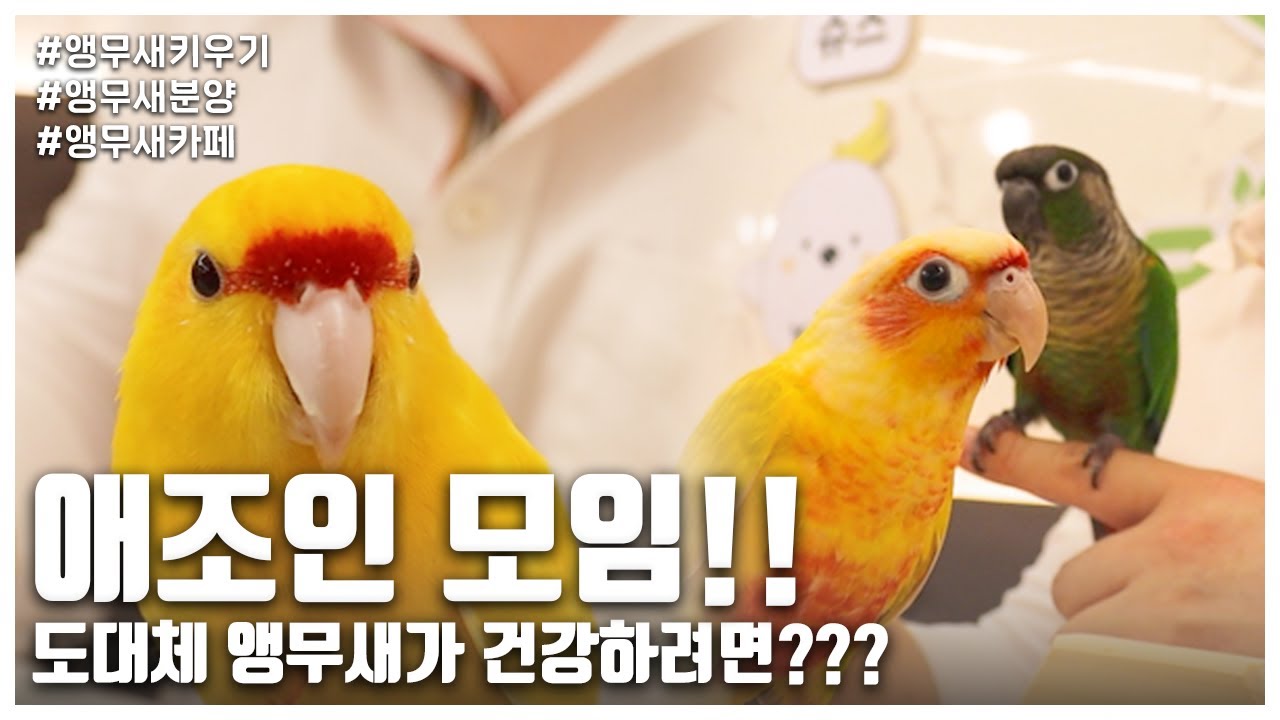 [앵무새키우기] 애조인 모임!! 도대체 앵무새가 건강하려면??? (3편)