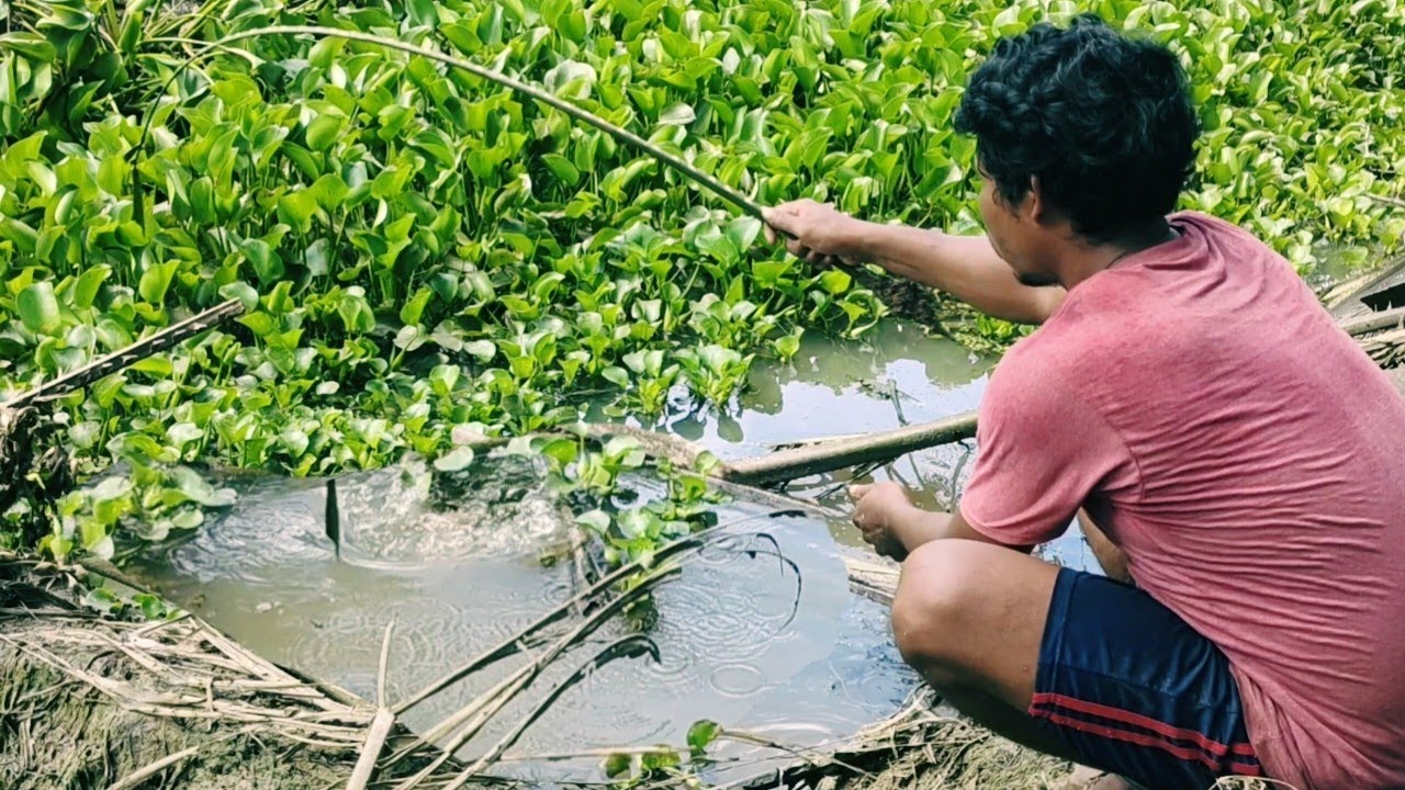 AMAZING VIDEO..!! GABUS PARIT SUPER JUMBO