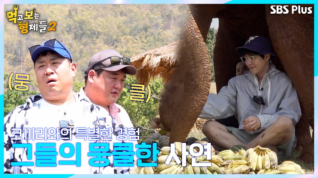 🐘 코끼리들과 만난 먹보 트리오! 가슴 뭉클한 사연까지?!ㅣ먹고 보는 형제들2 EP.03ㅣSBS Plusㅣ월요일 밤 8시 30분