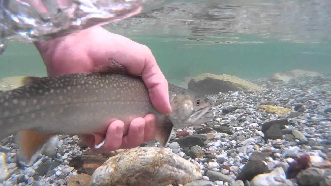 Flyfishing 2015 - Vellach - Eisenkappel - Austria