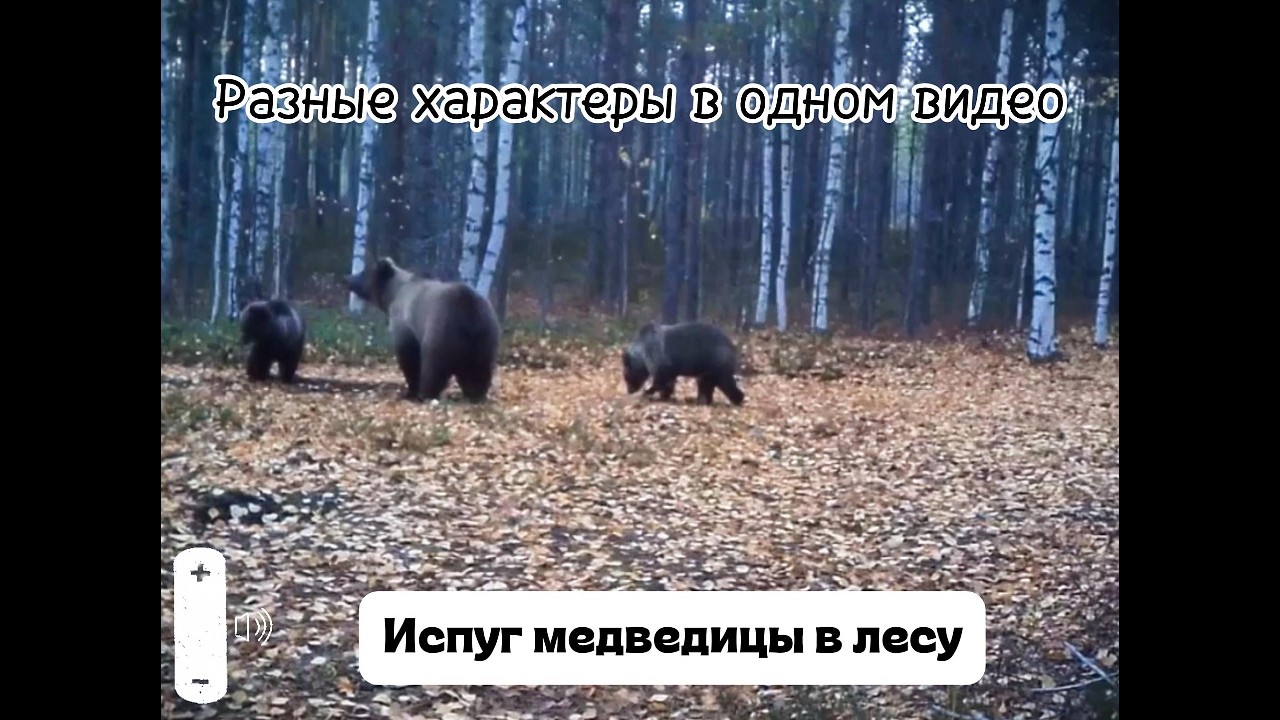 ЖИВОЙ ЗВУК! Разные характеры в одном видео!  #природа #forest  #животные  #медведи #wildlife