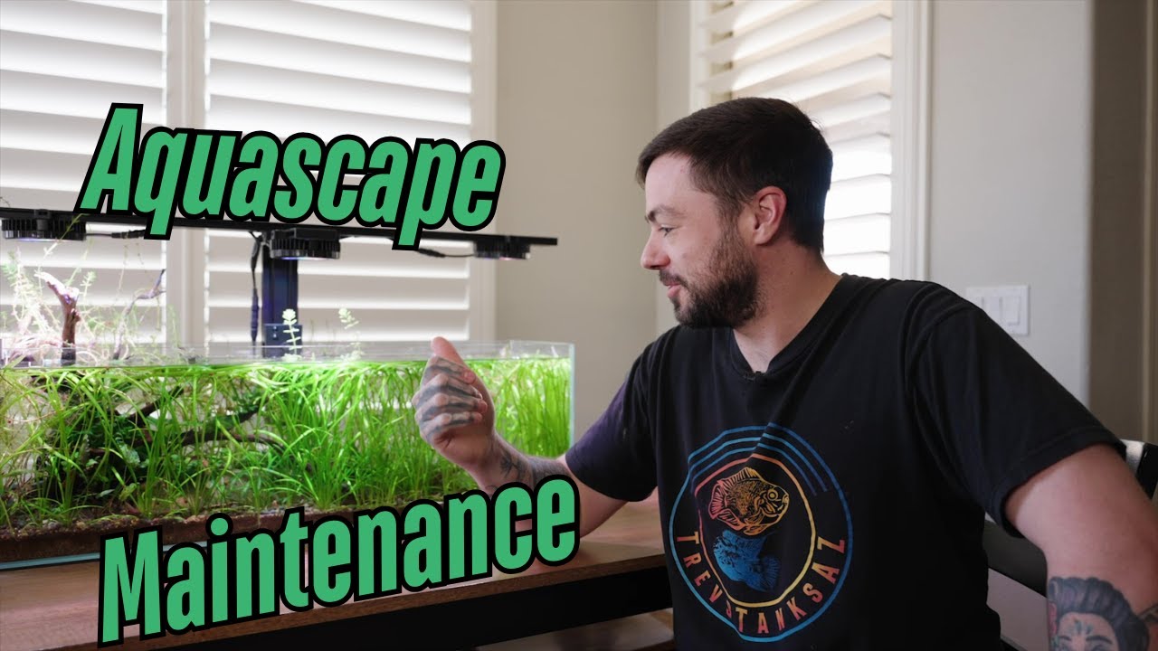 How I maintain an Aquascape! Tutorial - How to