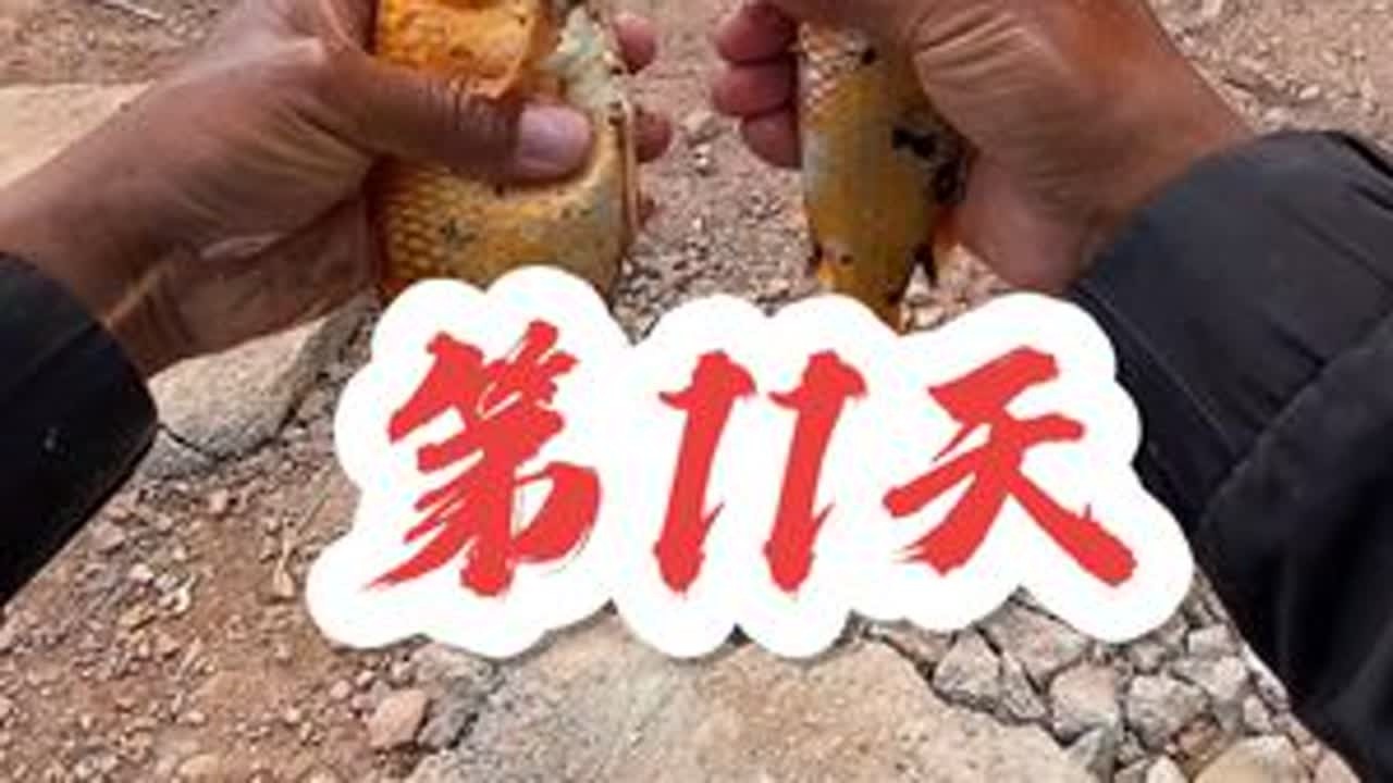 第11集/挑战从零开始钓鱼，今年东江第一钓，鱼情还行！#野外垂钓 #钓鱼野钓视频 #钓鱼爱好者 #出来钓鱼了喂