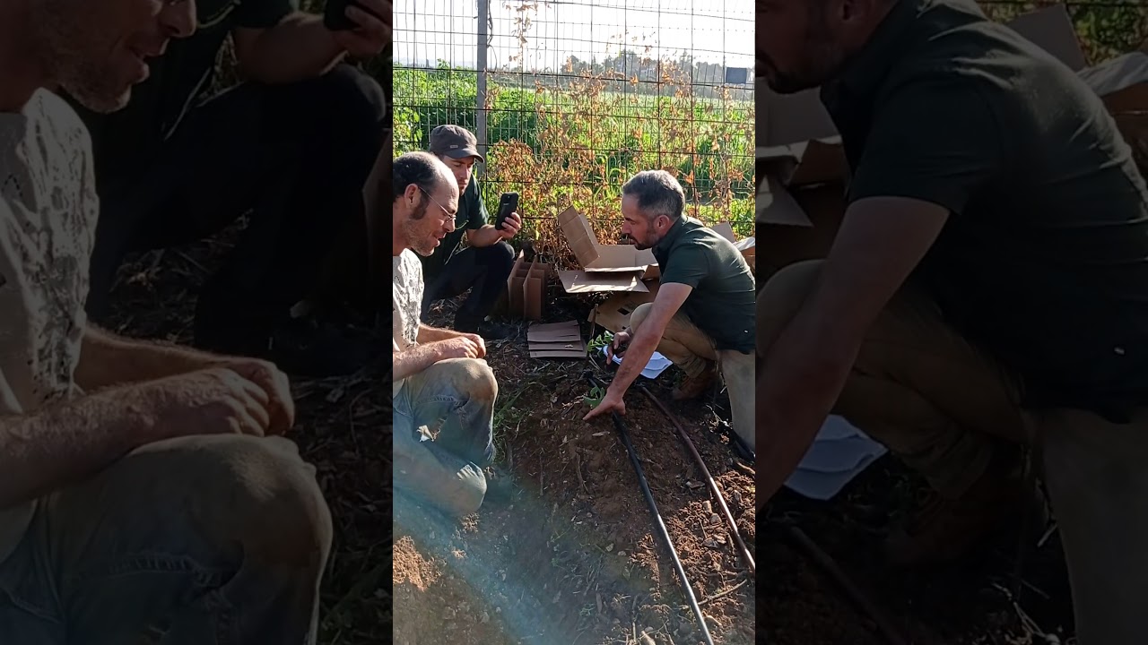 גידול דלעות בערוגה הביתית