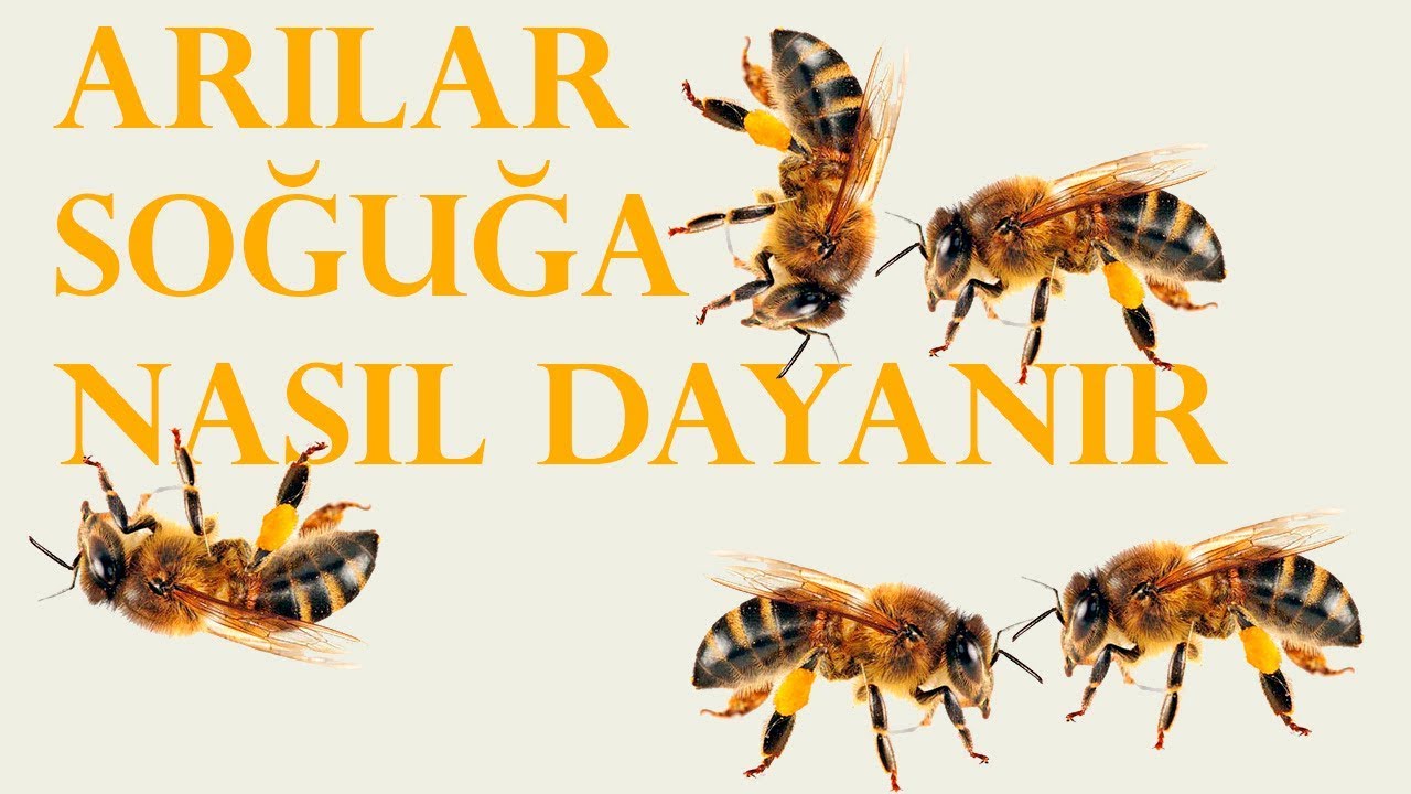 ARILAR KIŞIN NEDEN &Ouml;LMEZ
