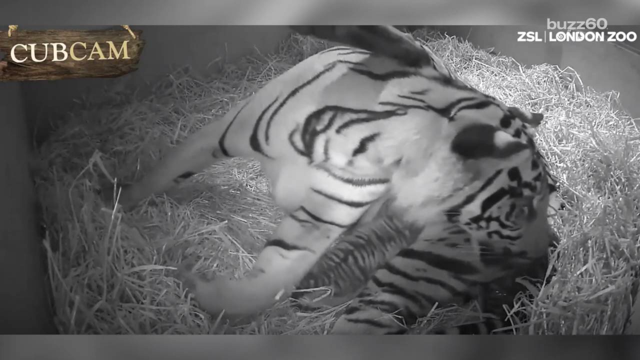 Remarkable Zoo Footage Shows Tiger Giving Birth to Baby