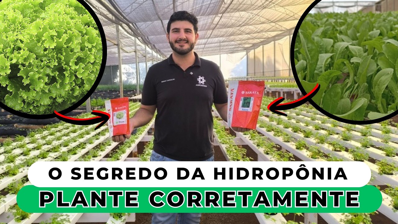 O QUE PLANTAR NA SUA HIDROPONIA - HIDROPONIA DO ZERO #04