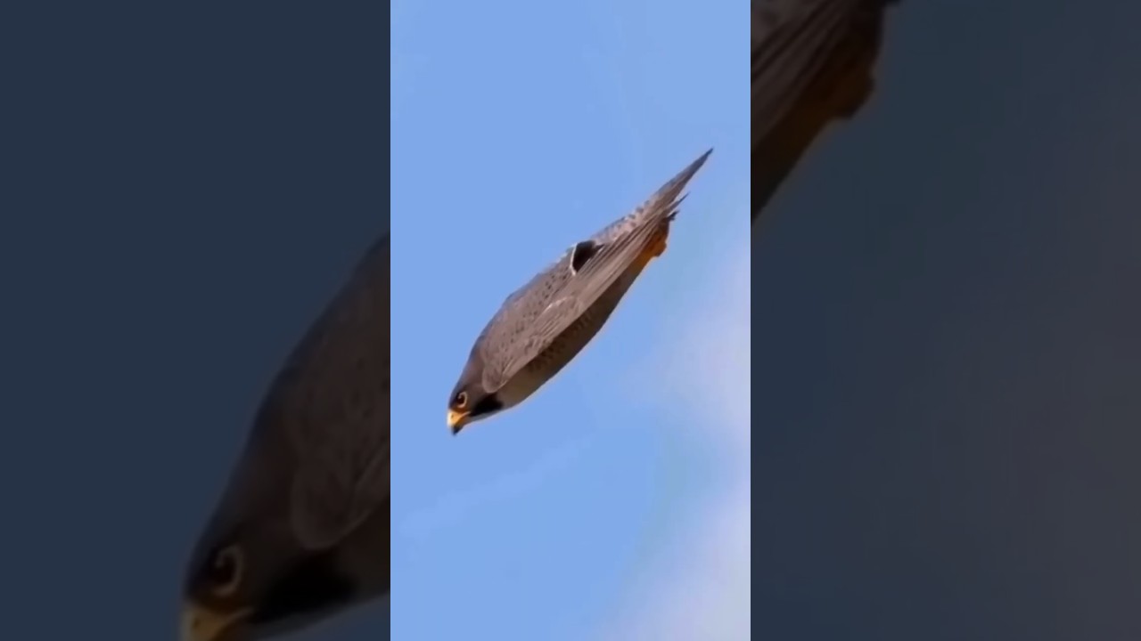 Halc&oacute;n Peregrino el Asesino m&aacute;s R&aacute;pido