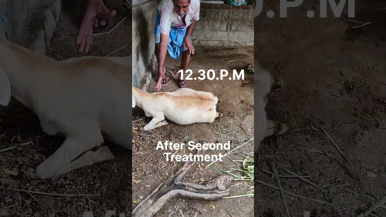 Excessive concentrate ingestion# Sheep#ewe Acidosis#Pregnancy ketosis