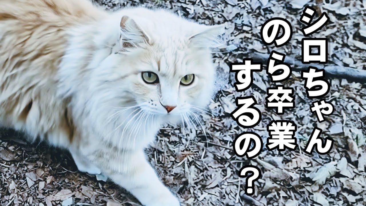 寒さでのらねこ達が次々とダウン: ドタバタ投薬は至難の技: 保護施設と相談: 苦渋の決断とは？