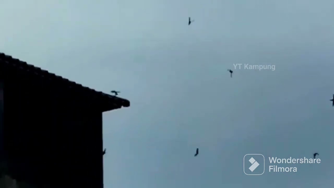 SP-RAJA SEDOT BISA MENYEDOT ANAKAN DAN LIAR#geratis#suara#burung